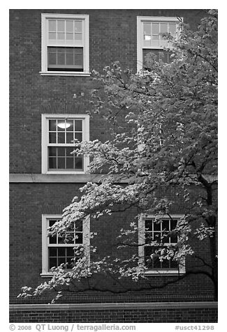 Dogwoods and red brick facade, Essex. Yale University, New Haven, Connecticut, USA (black and white)