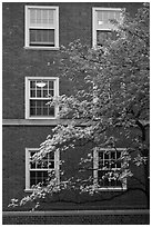 Dogwoods and red brick facade, Essex. Yale University, New Haven, Connecticut, USA (black and white)