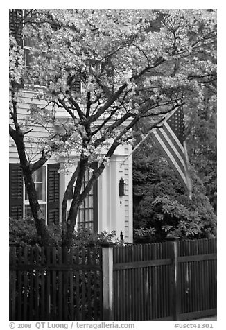 Tree in bloom, white facade, and flag, Essex. Connecticut, USA (black and white)