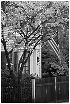 Tree in bloom, white facade, and flag, Essex. Connecticut, USA (black and white)
