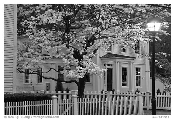 Dogwood in bloom, street light, and facade at night, Essex. Connecticut, USA (black and white)