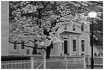 Dogwood in bloom, street light, and facade at night, Essex. Connecticut, USA (black and white)