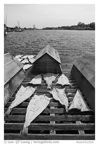 Fish being dried next to Mystic River. Mystic, Connecticut, USA (black and white)