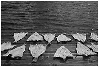 Fish flakes. Mystic, Connecticut, USA (black and white)
