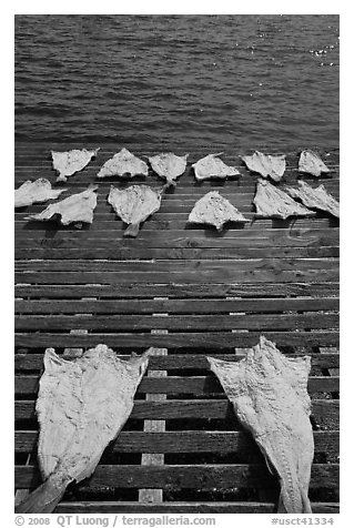 Drying slabs of fish. Mystic, Connecticut, USA (black and white)