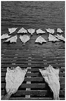 Drying slabs of fish. Mystic, Connecticut, USA (black and white)