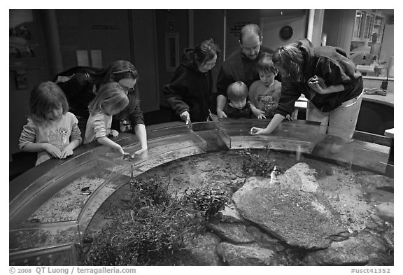 Touch pool exhibit, Mystic aquarium. Mystic, Connecticut, USA (black and white)