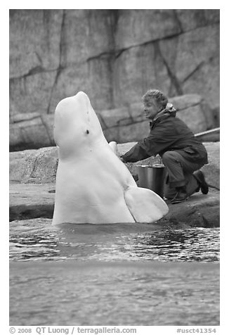 Beluga whale jumping out of water during feeding session. Mystic, Connecticut, USA