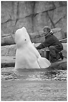 Beluga whale jumping out of water during feeding session. Mystic, Connecticut, USA ( black and white)