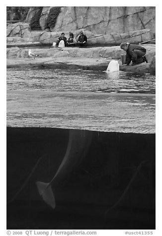 White Beluga whale being fed. Mystic, Connecticut, USA