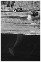 White Beluga whale being fed. Mystic, Connecticut, USA ( black and white)