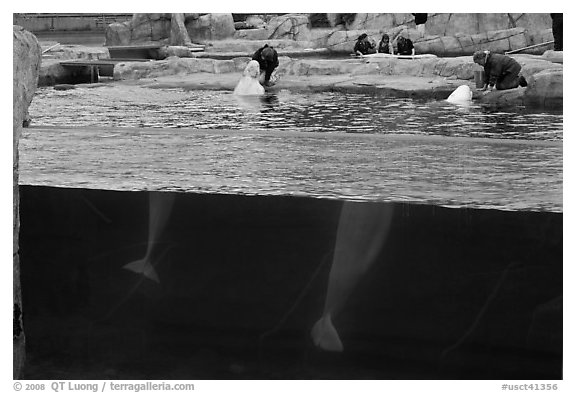 White Beluga whales feeding. Mystic, Connecticut, USA (black and white)