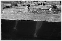 White Beluga whales feeding. Mystic, Connecticut, USA (black and white)