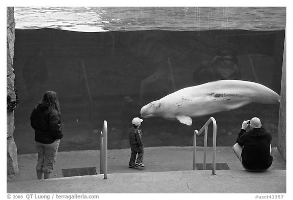 Family watches white Beluga whale swimming in aquarium. Mystic, Connecticut, USA (black and white)