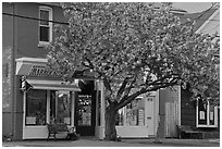 Stores and tree in bloom, Old Lyme. Connecticut, USA (black and white)