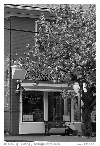 Barber shop and tree in bloom, Old Lyme. Connecticut, USA