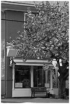 Barber shop and tree in bloom, Old Lyme. Connecticut, USA ( black and white)