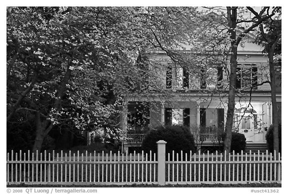 White picket fence, dogwoods, and house at dusk, Old Lyme. Connecticut, USA