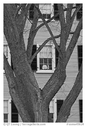 Tree and facade, Hawkes House, Salem Maritime National Historic Site. Salem, Massachussets, USA (black and white)