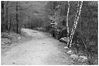 Battle Road Trai in winter, Minute Man National Historical Park. Massachussets, USA (black and white)