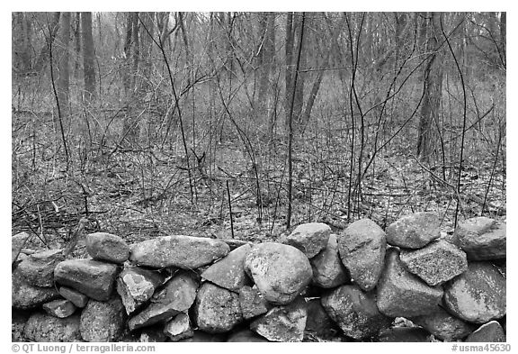 Stone wall and bare forest in winter, Minute Man National Historical Park. Massachussets, USA