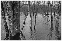 Flooded forest in winter rains, Minute Man National Historical Park. Massachussets, USA (black and white)