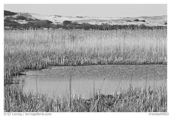 Reeds in Pilgrim Lake and parabolic dunes, Cape Cod National Seashore. Cape Cod, Massachussets, USA