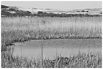 Reeds in Pilgrim Lake and parabolic dunes, Cape Cod National Seashore. Cape Cod, Massachussets, USA (black and white)