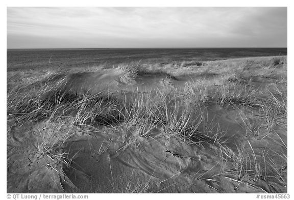 Dune grass, late afternoon, Race Point Beach, Cape Cod National Seashore. Cape Cod, Massachussets, USA (black and white)