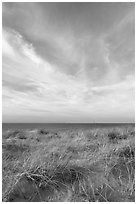 Dunegrass and clouds, Race Point Beach, Cape Cod National Seashore. Cape Cod, Massachussets, USA ( black and white)