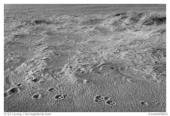 Animal tracks in the sand, Race Point Beach, Cape Cod National Seashore. Cape Cod, Massachussets, USA