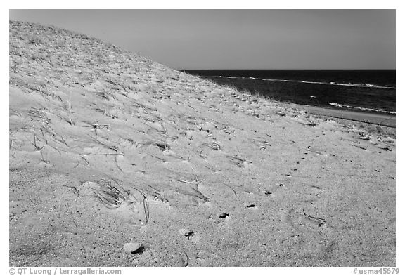 Sand dune and ocean, early morning, Coast Guard Beach, Cape Cod National Seashore. Cape Cod, Massachussets, USA