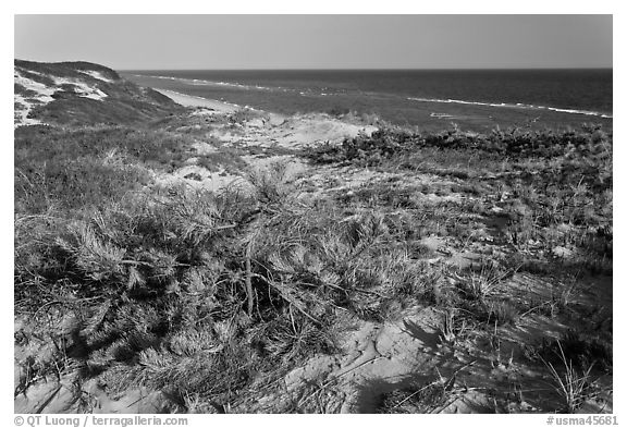 Vegetation on tall dune, Cape Cod National Seashore. Cape Cod, Massachussets, USA (black and white)