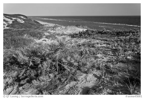 Vegetation on tall dune, Cape Cod National Seashore. Cape Cod, Massachussets, USA