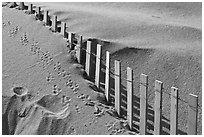 Sand, fence, and animal tracks, Cape Cod National Seashore. Cape Cod, Massachussets, USA (black and white)