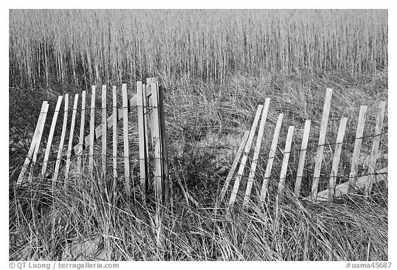 Fence and tall grass, Cape Cod National Seashore. Cape Cod, Massachussets, USA (black and white)