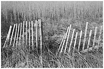 Fence and tall grass, Cape Cod National Seashore. Cape Cod, Massachussets, USA (black and white)