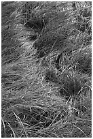 Grass curled by wind, Cape Cod National Seashore. Cape Cod, Massachussets, USA ( black and white)