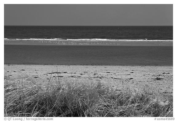 Grass, beach, and sand bar, Cape Cod National Seashore. Cape Cod, Massachussets, USA (black and white)