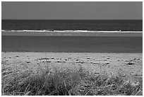 Grass, beach, and sand bar, Cape Cod National Seashore. Cape Cod, Massachussets, USA (black and white)