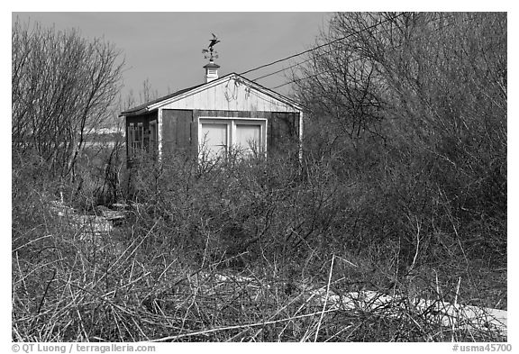 Cottage and bare shrubs, Truro. Cape Cod, Massachussets, USA