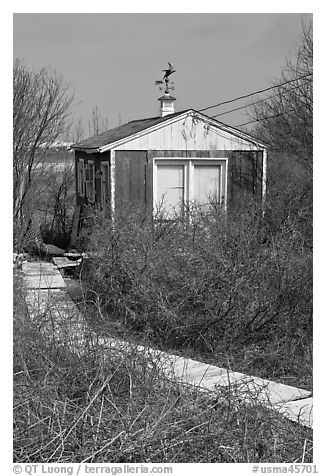 Cottage with weatherwane, Truro. Cape Cod, Massachussets, USA (black and white)