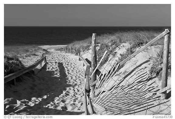 Path to beach and ocean framed by sand fences, Cape Cod National Seashore. Cape Cod, Massachussets, USA (black and white)