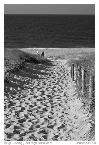 Path to ocean through dunes and tourists, Cape Cod National Seashore. Cape Cod, Massachussets, USA (black and white)