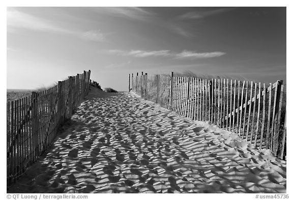 Path between sand fences, Cape Cod National Seashore. Cape Cod, Massachussets, USA