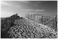 Path between sand fences, Cape Cod National Seashore. Cape Cod, Massachussets, USA (black and white)