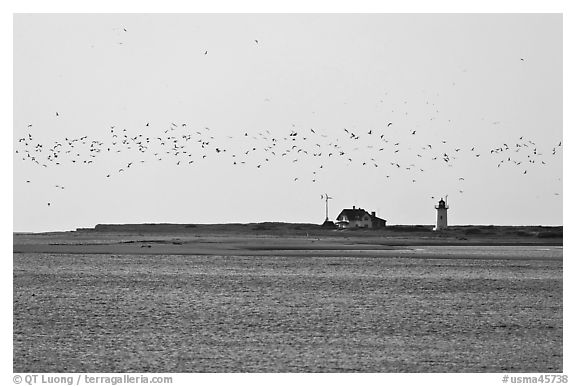 Flock of birds and Race Point Light, Cape Cod National Seashore. Cape Cod, Massachussets, USA (black and white)