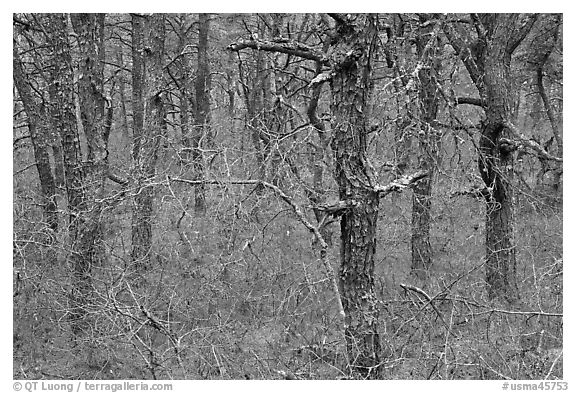 Bare forest with dense understory, Cape Cod National Seashore. Cape Cod, Massachussets, USA