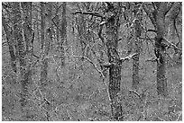 Bare forest with dense understory, Cape Cod National Seashore. Cape Cod, Massachussets, USA ( black and white)