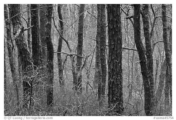 Bare Oak forest, Cape Cod National Seashore. Cape Cod, Massachussets, USA (black and white)